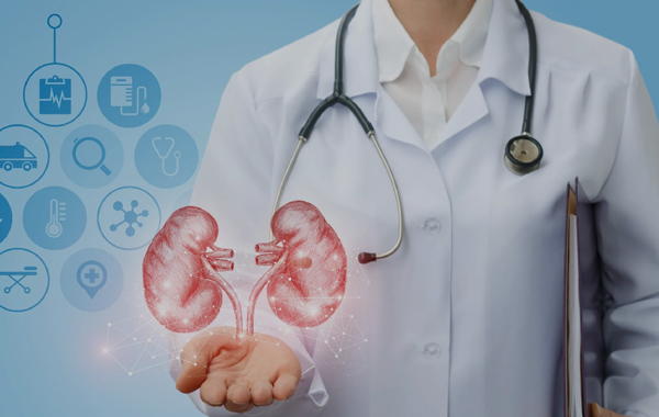 Нирки – “живий” фільтр людського організма